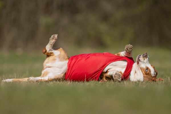 BASSET HOUND EXTRA MELEG TÉLI KUTYAKABÁT / EGYEDI MÉRETRE