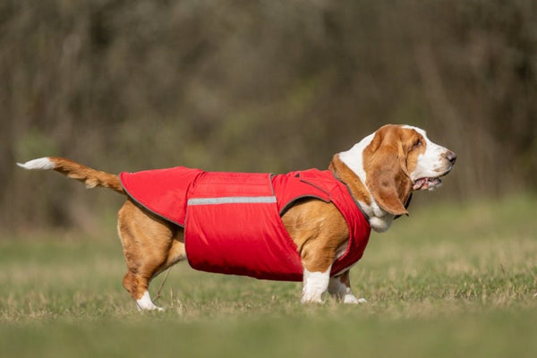 BASSET HOUND EXTRA MELEG TÉLI KUTYAKABÁT / EGYEDI MÉRETRE