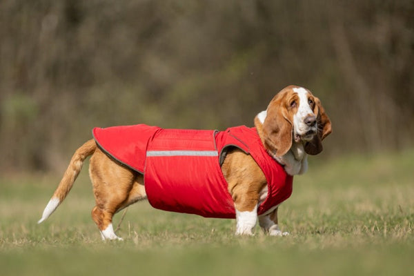 BASSET HOUND EXTRA MELEG TÉLI KUTYAKABÁT / EGYEDI MÉRETRE