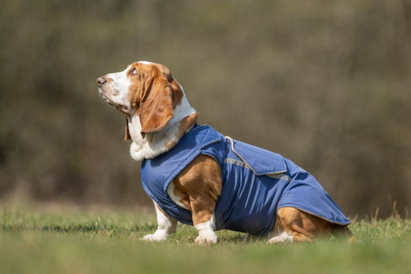 BASSET HOUND TÉLI KUTYAKABÁT / EGYEDI MÉRETRE