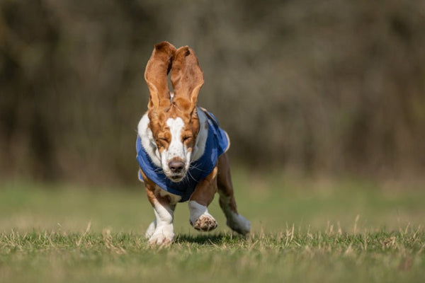 BASSET HOUND TÉLI KUTYAKABÁT / EGYEDI MÉRETRE