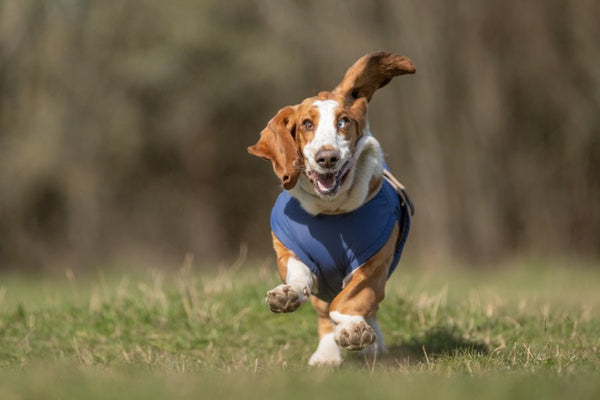 BASSET HOUND TÉLI KUTYAKABÁT / EGYEDI MÉRETRE