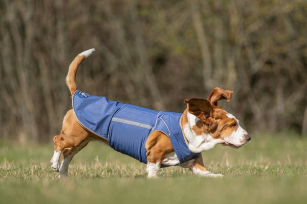 BASSET HOUND TÉLI KUTYAKABÁT / EGYEDI MÉRETRE