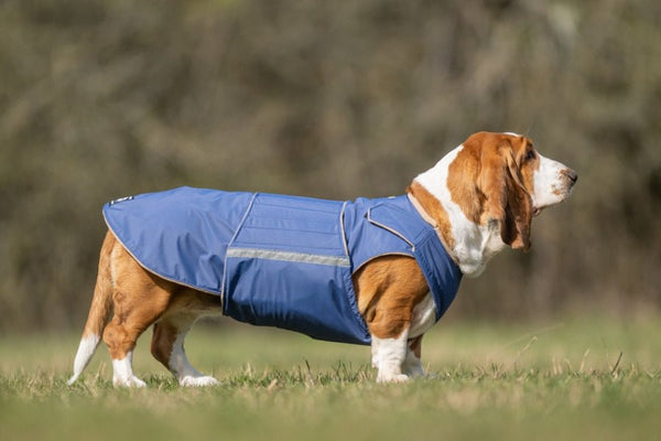 BASSET HOUND TÉLI KUTYAKABÁT / EGYEDI MÉRETRE