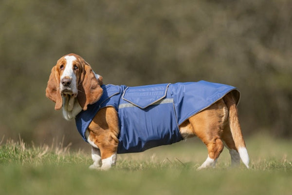 BASSET HOUND TÉLI KUTYAKABÁT / EGYEDI MÉRETRE