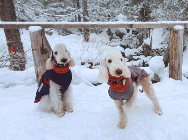 BEDLINGTON TERRIER TÉLI KUTYAKABÁT / EGYEDI MÉRETRE