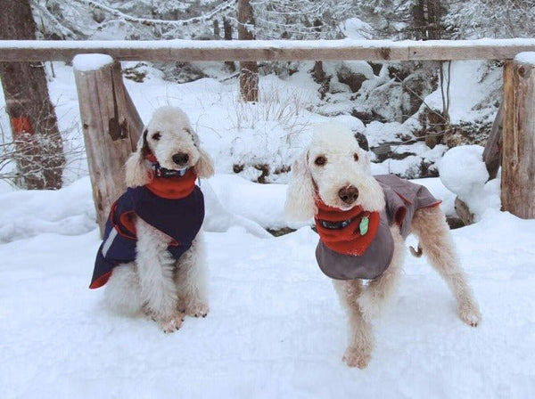 BEDLINGTON TERRIER EXTRA MELEG TÉLI KUTYAKABÁT / EGYEDI MÉRETRE