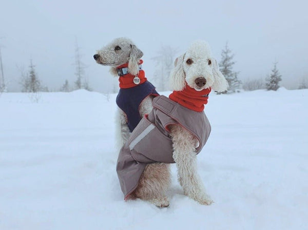 BEDLINGTON TERRIER TÉLI KUTYAKABÁT / EGYEDI MÉRETRE