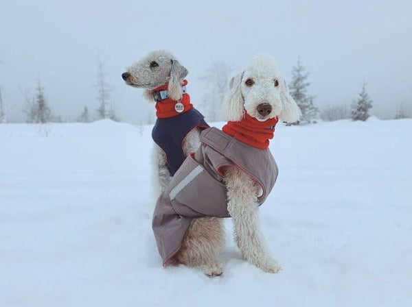 BEDLINGTON TERRIER EXTRA MELEG TÉLI KUTYAKABÁT / EGYEDI MÉRETRE