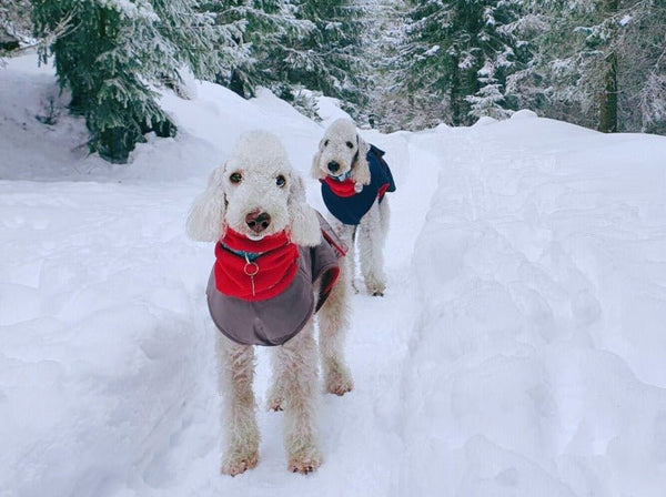 BEDLINGTON TERRIER TÉLI KUTYAKABÁT / EGYEDI MÉRETRE