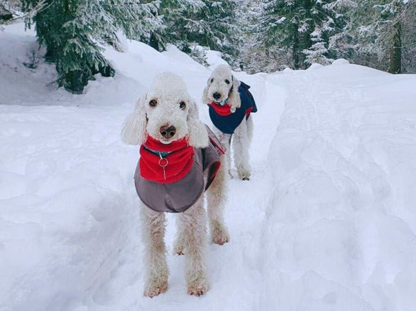 BEDLINGTON TERRIER EXTRA MELEG TÉLI KUTYAKABÁT / EGYEDI MÉRETRE