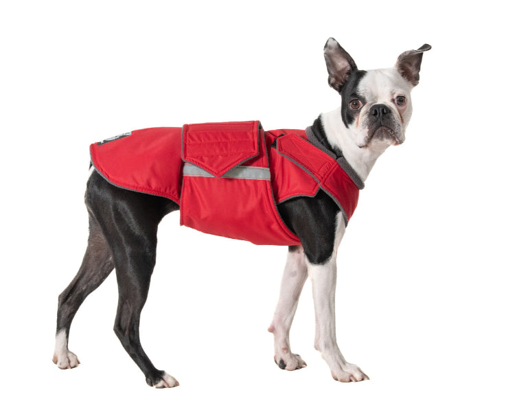 Boston Terrier télikabát - Standard