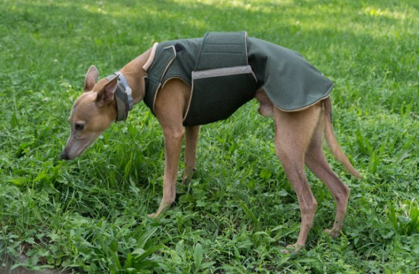 AGÁR / WHIPPET SOFTSHELL KUTYAKABÁT / EGYEDI MÉRETRE