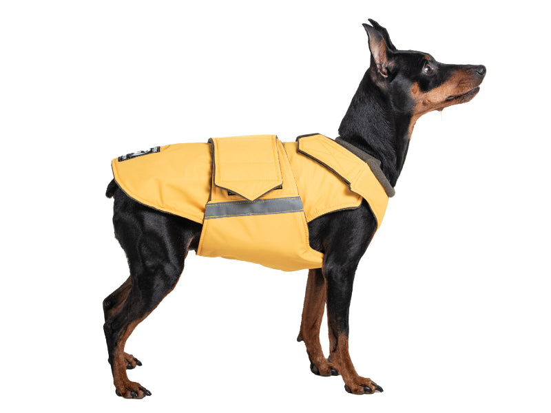 Pinscher télikabát - Standard