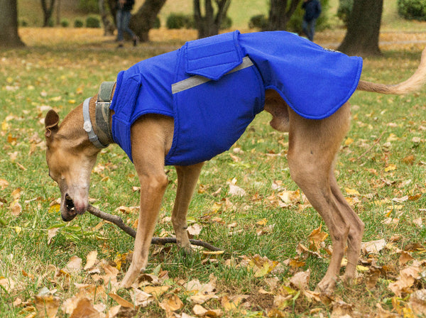 Whippet télikabát - Standard