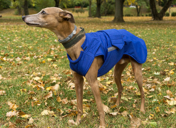 Whippet télikabát - Standard