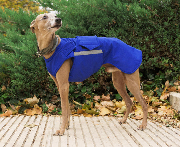 Whippet télikabát - Standard