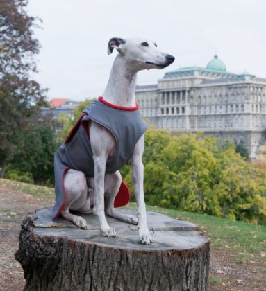 AGÁR / WHIPPET TÉLI KUTYAKABÁT / EGYEDI MÉRETRE