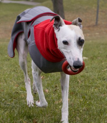 AGÁR / WHIPPET TÉLI KUTYAKABÁT + SÁL / EGYEDI MÉRETRE