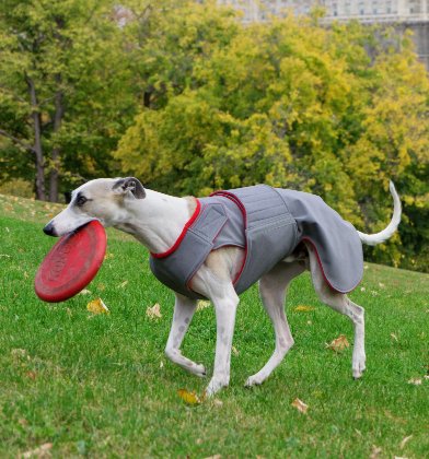 AGÁR / WHIPPET TÉLI KUTYAKABÁT / EGYEDI MÉRETRE