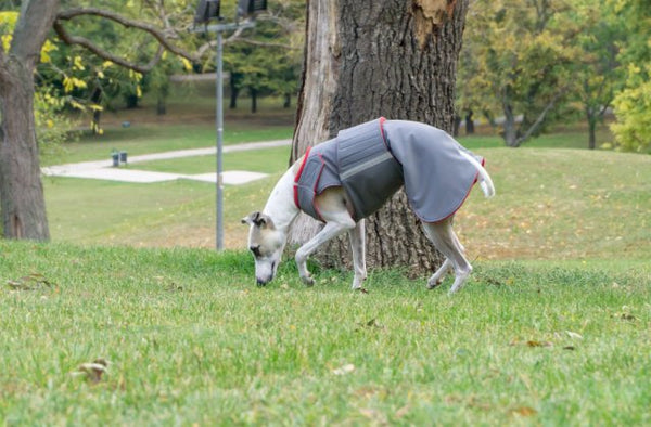 AGÁR / WHIPPET TÉLI KUTYAKABÁT / EGYEDI MÉRETRE