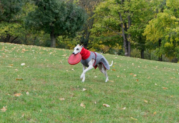 AGÁR / WHIPPET TÉLI KUTYAKABÁT + SÁL / EGYEDI MÉRETRE