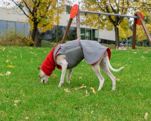 AGÁR / WHIPPET TÉLI KUTYAKABÁT + SÁL / EGYEDI MÉRETRE