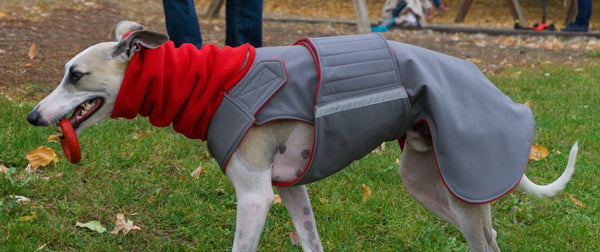 AGÁR / WHIPPET SOFTSHELL KUTYAKABÁT + SÁL / EGYEDI MÉRETRE