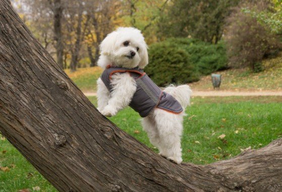 ZaZa Kutyaruha bichon vízálló téli kutyakabát egyedi mérete