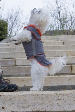 BICHON EXTRA MELEG TÉLI KUTYAKABÁT / EGYEDI MÉRETRE