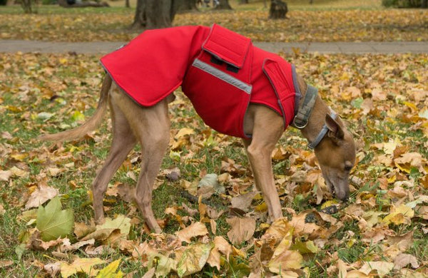 AGÁR / WHIPPET SOFTSHELL KUTYAKABÁT / EGYEDI MÉRETRE