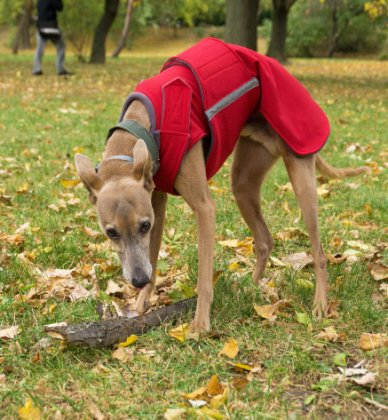 AGÁR / WHIPPET SOFTSHELL KUTYAKABÁT / EGYEDI MÉRETRE