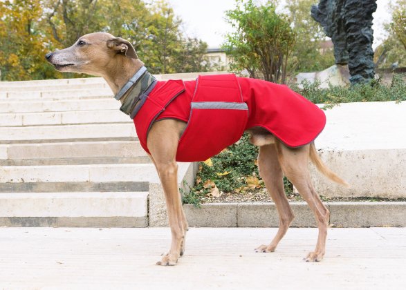 AGÁR / WHIPPET ESŐKABÁT / EGYEDI MÉRETRE