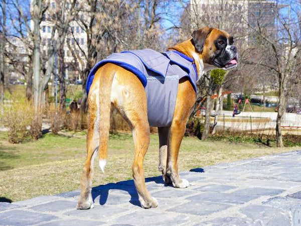 Boxer softshell kutyakabát - Standard
