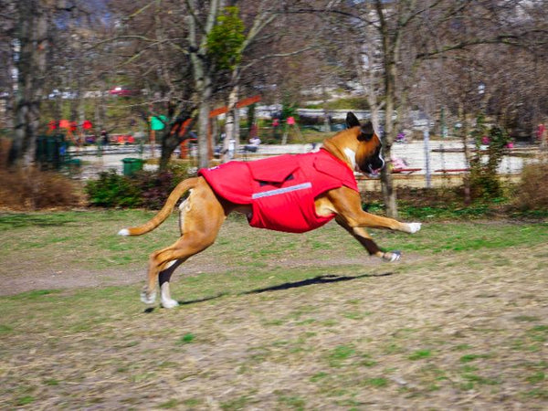 Boxer extra meleg kutyakabát - Standard