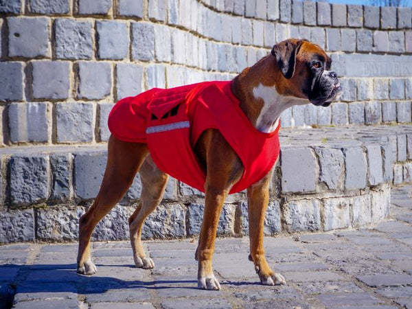 Boxer extra meleg kutyakabát - Standard