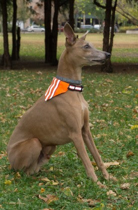 ZaZa kutyaruha, láthatósági nyakörv fényvisszaverő kendővel, nyakörv erdei sétákhoz, kutyás kellékek, kutyás webshop, kutya webáruház